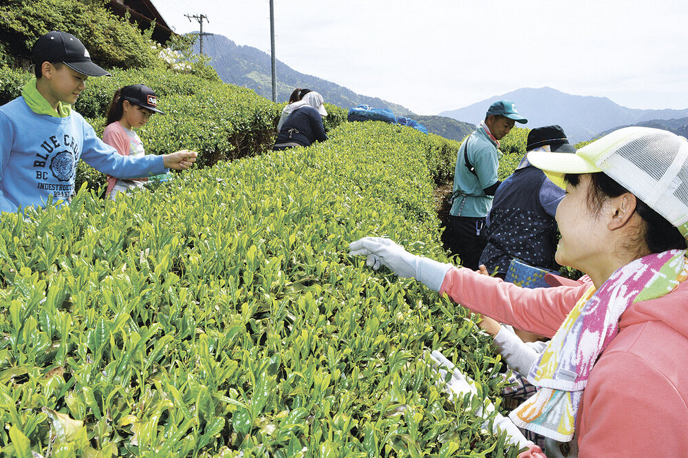 南木曽 田立で茶摘み始まる 休校中の子供も手伝い 地域の話題 株式会社市民タイムス