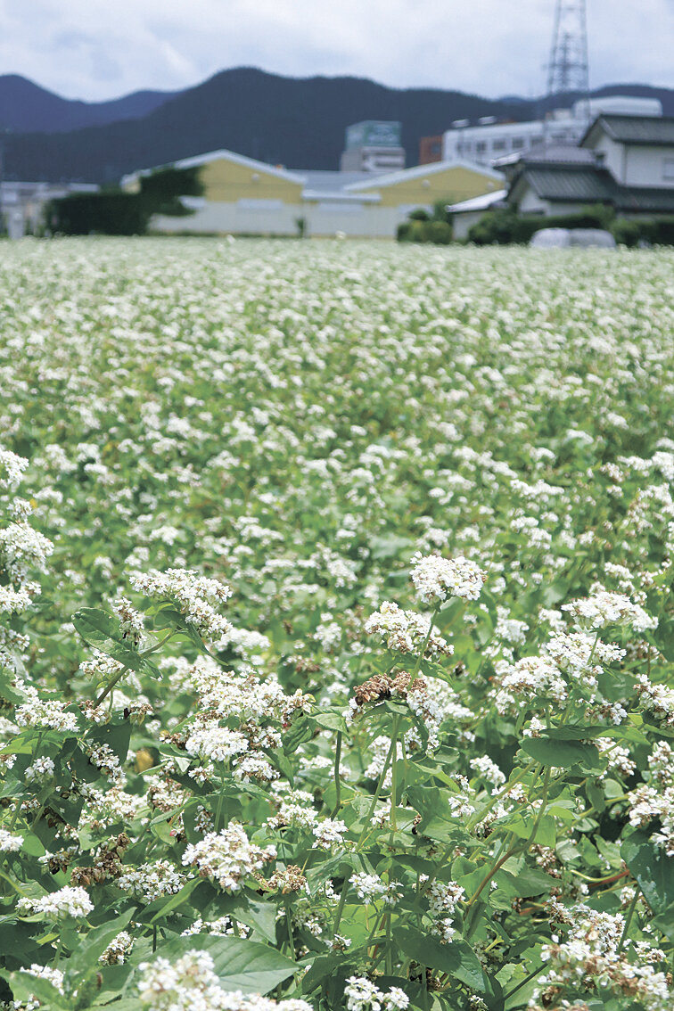 夏ソバの花見頃 白いじゅうたん 塩尻の国道１９号沿い 地域の話題 株式会社市民タイムス