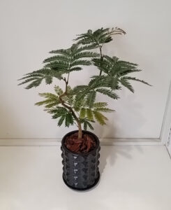 おしゃれな鉢で 楽しむ観葉植物 　ナカツタヤ　ガーデンストリート