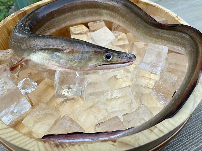 本格和食会席 夏限定コースも こよみ料理 鼎