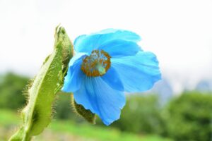 白馬五竜高山植物園の青いケシの写真