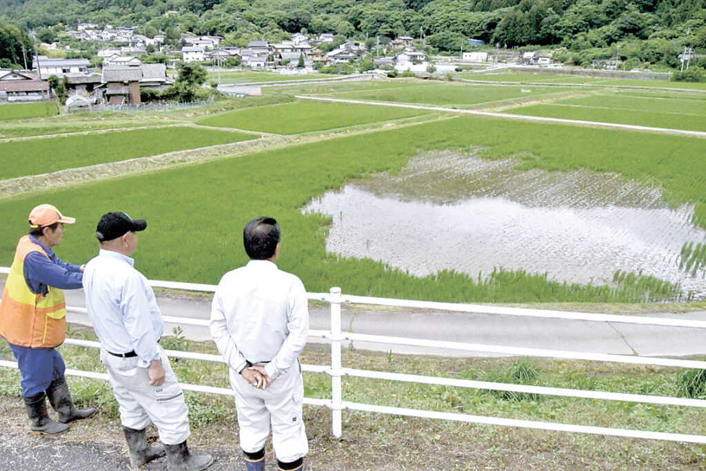 シカの食害に遭い、大きな穴が空いたように苗がなくなった水田