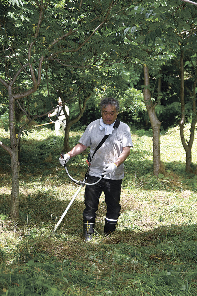 片丘の育成林で下草を刈る参加者