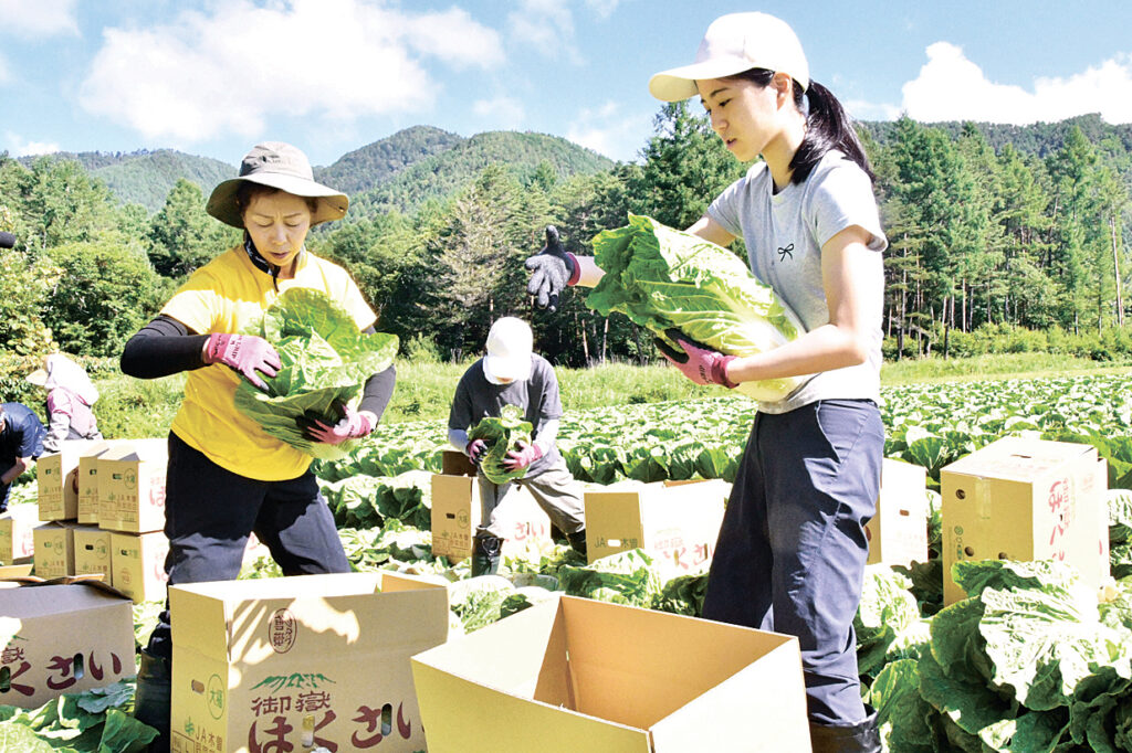 御嶽はくさいの収穫や箱詰めを体験する参加者たち