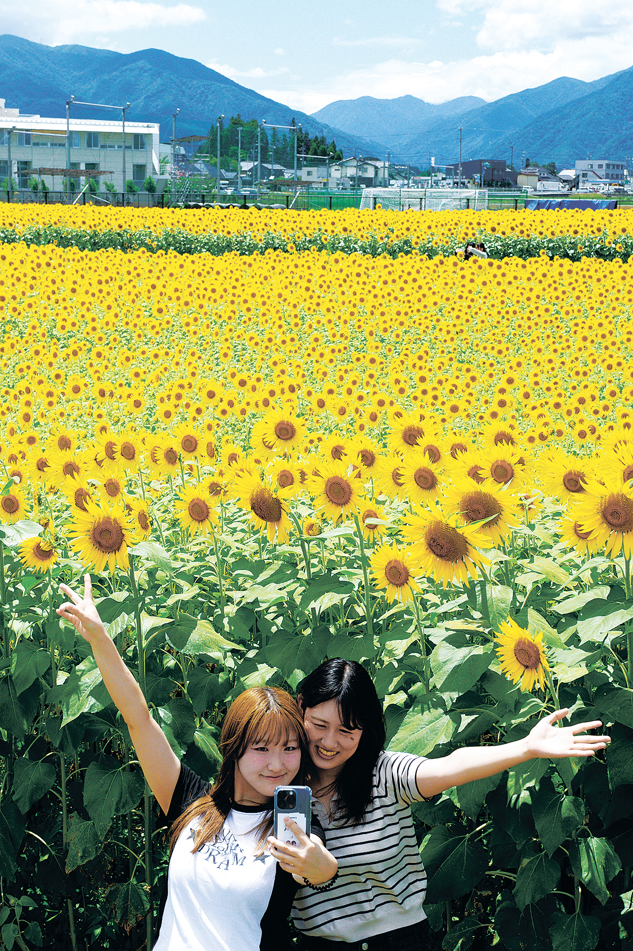 ヒマワリ.jpg?20250725