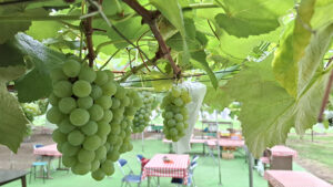 切りたてブドウ 直売と全国発送 　滝之宮農園
