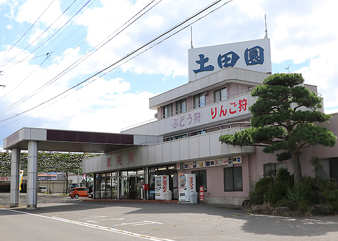 巨峰も楽しめる ブドウ狩り好評 　信州桔梗ヶ原　果実の郷　土田園