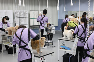 グルーミング等 モデル犬募集中 　ＭＩＡ信州松本動物専門学校