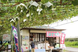 ブドウ狩りと 直売が好評 　いわだれ農園