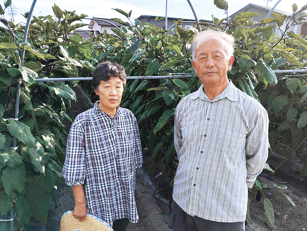 両島なすを生産している農家の鎌倉さん夫妻
