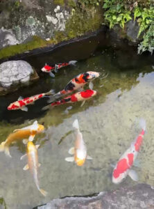 錦鯉販売会 １～３日に開催 　農産物直売所マルシェ常念