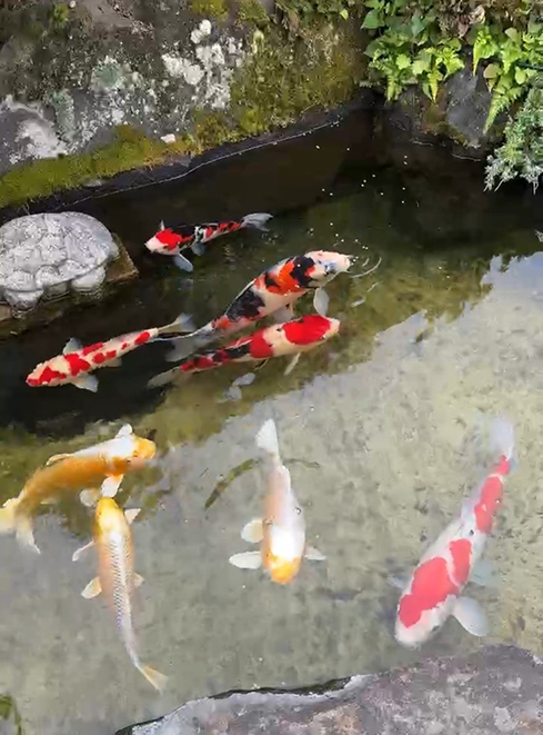 錦鯉販売会 1~3日に開催 農産物直売所マルシェ常念