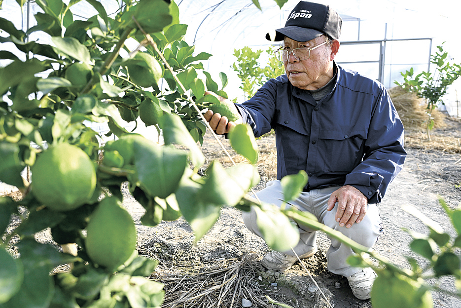 島内のハウス内で実ったレモンを見る髙山さん