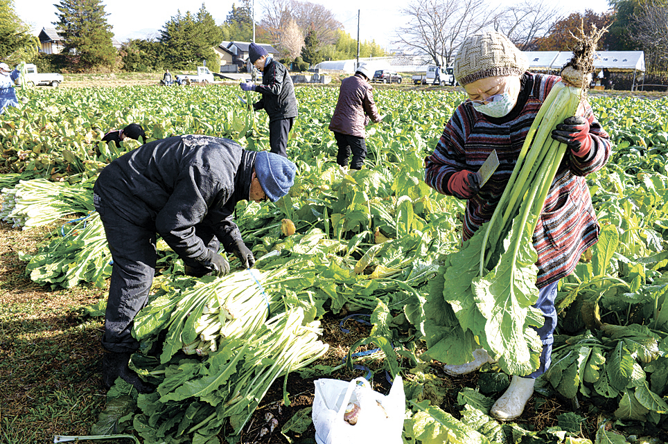 野沢菜を収穫する来場者
