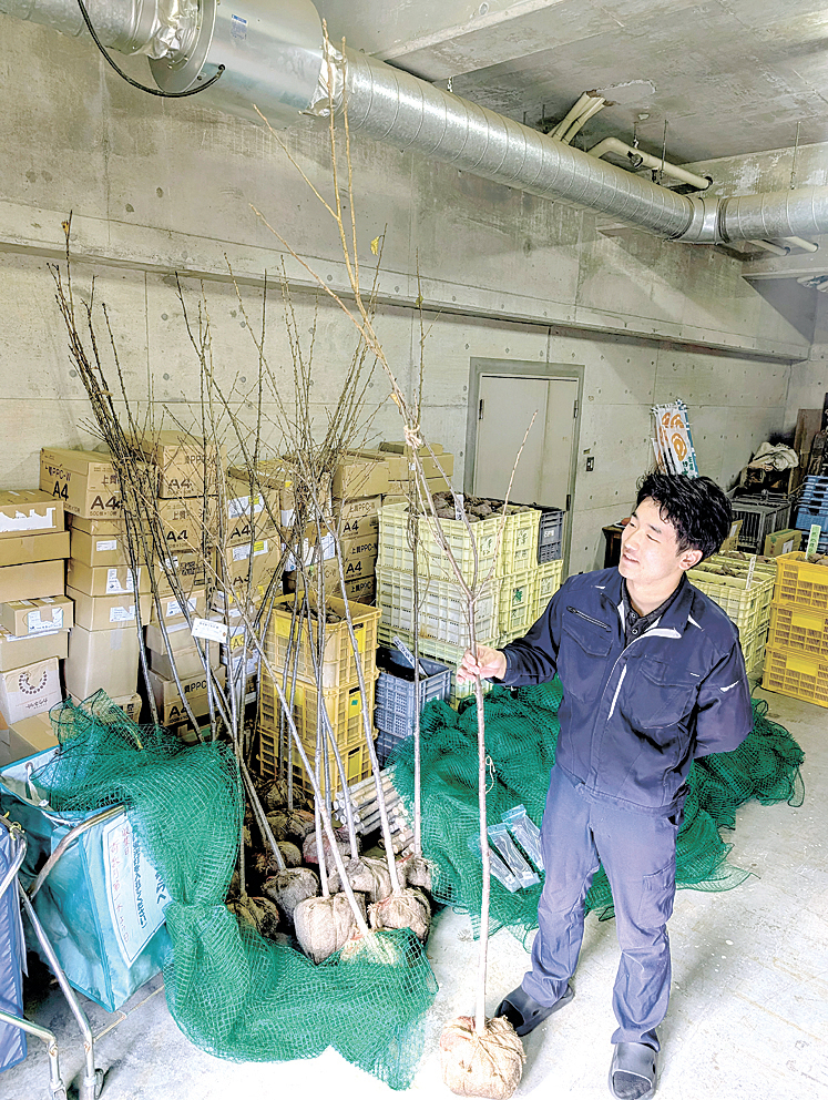 麻績城山へ麻績小の児童たちと植える桜の苗木（麻績村役場）