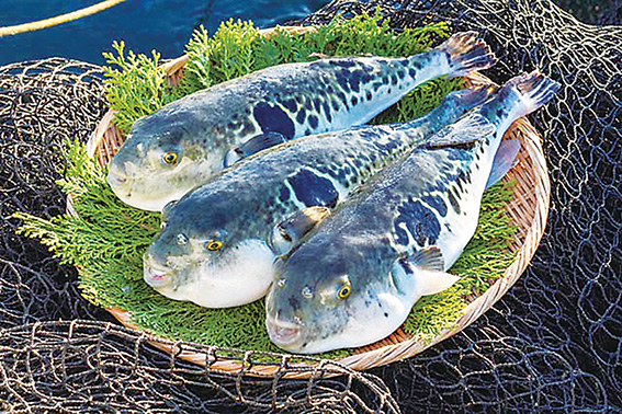 お得な券を 15日限定で販売