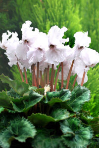 感謝を込めて シクラメン割引 　アルプガーデン