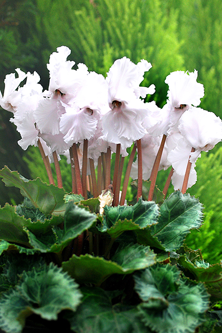 感謝を込めて シクラメン割引 　アルプガーデン