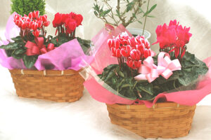 冬の贈り物にも シクラメン祭 　アルプガーデン