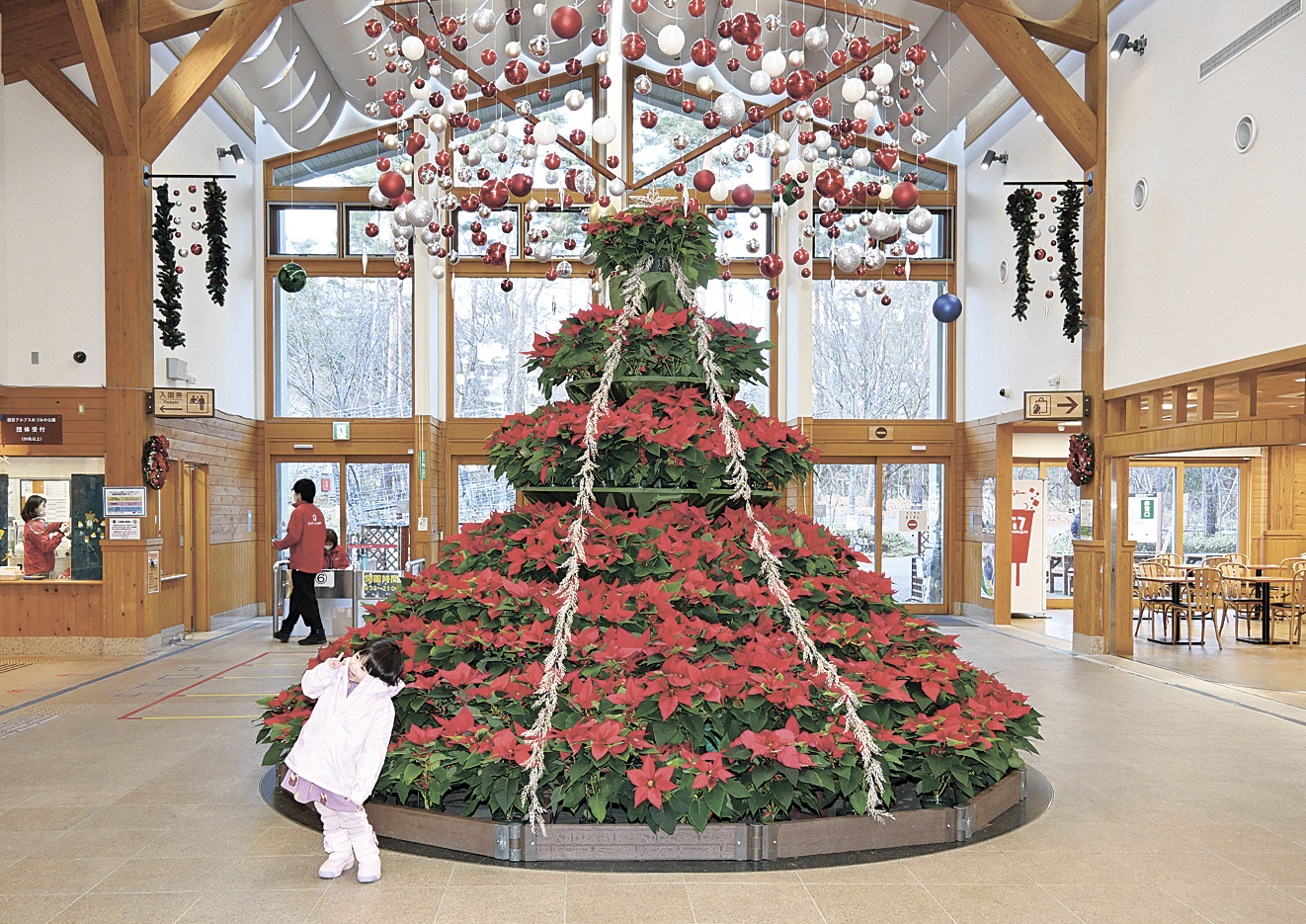 豪華ポインセチアツリー 国営アルプスあづみの公園堀金・穂高地区