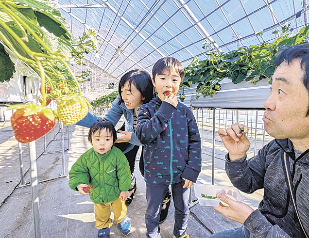 暖かなハウス内でイチゴ狩りを楽しむ家族連れ
