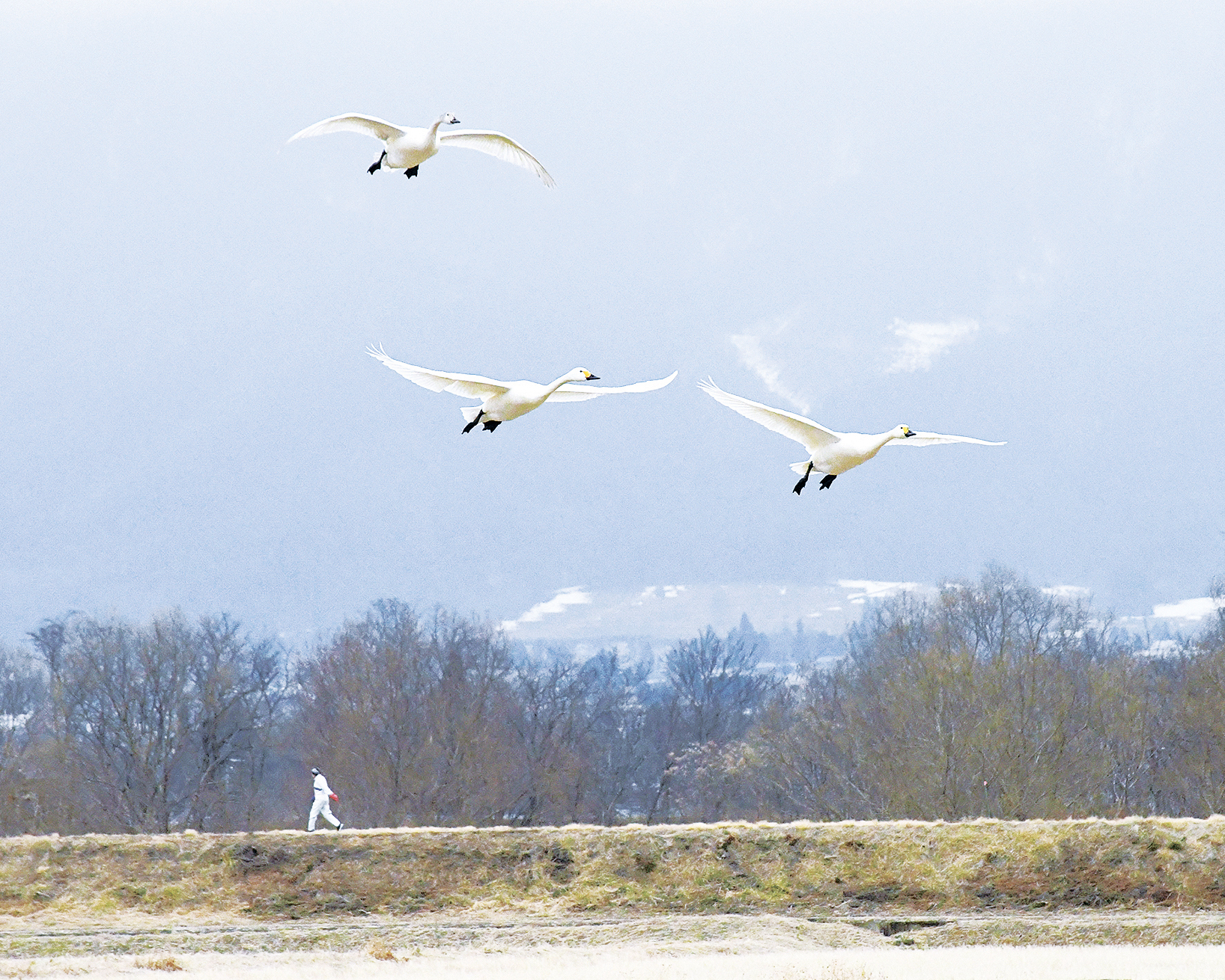 白鳥が旅立ち 安曇野で北帰行始まる – 市民タイムス