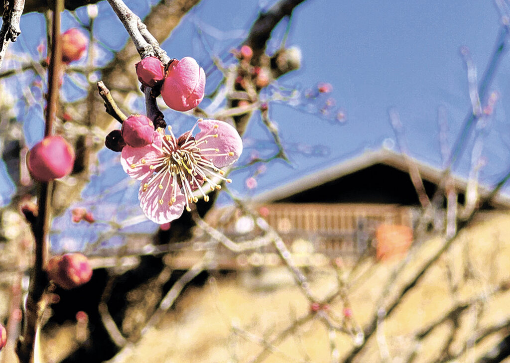 ほころび始めた三尾紅梅