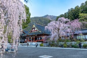 身延山久遠寺の枝垂れ桜（身延町役場提供）